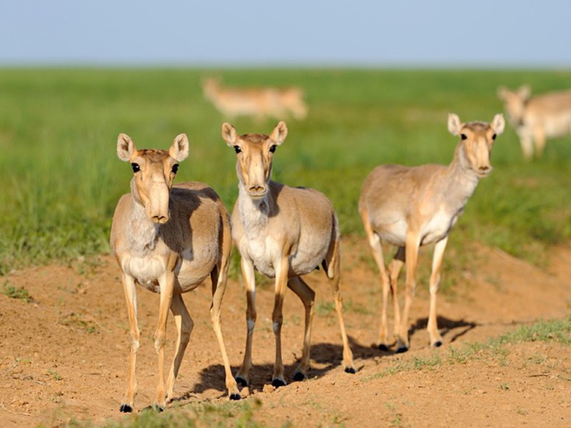 סאיגה קלמיקית