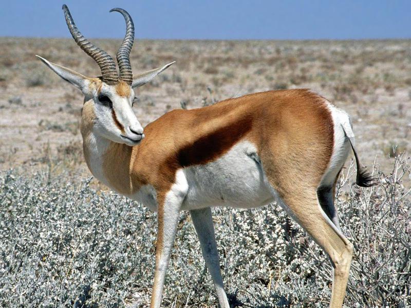 אורח חייה של אנטילופת הסאיגה