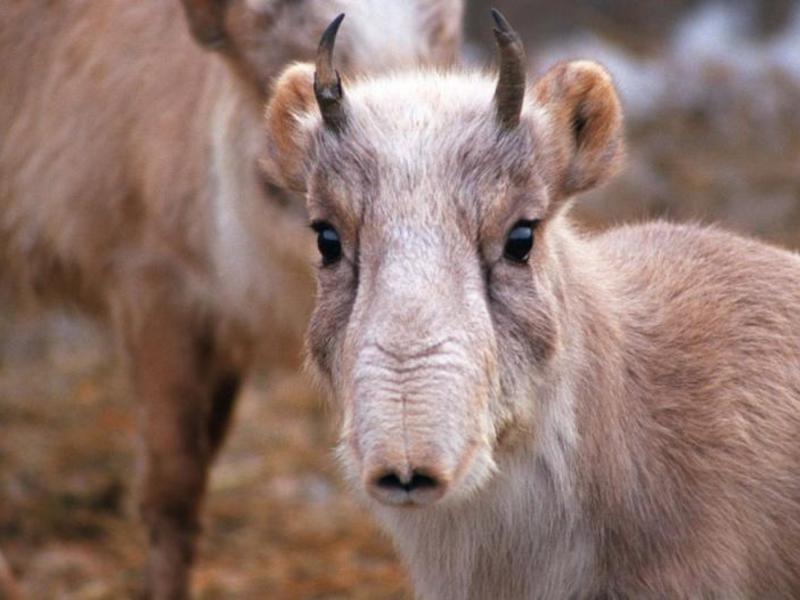 אנטילופת סאיגה