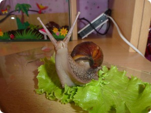 גידול חלזונות בבית