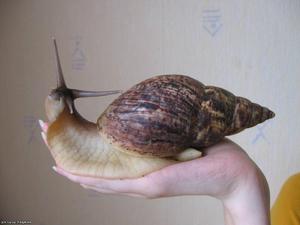 בתי חלזונות