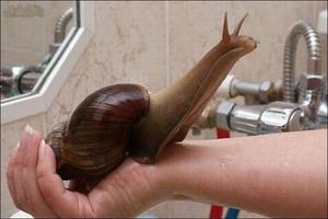 רבייה של אכטינה מאפייני חלזונות אכטינה