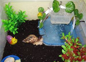 בניית בית לחילזון איך להכין בית חילזון