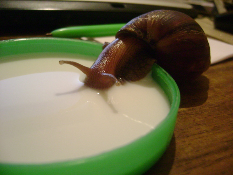 שמירה על חלזונות בבית חילזון אכטינה