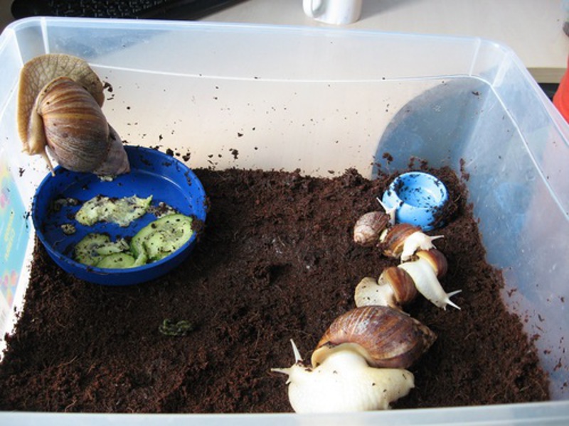 איך להאכיל חלזונות איך להאכיל את אכטינה