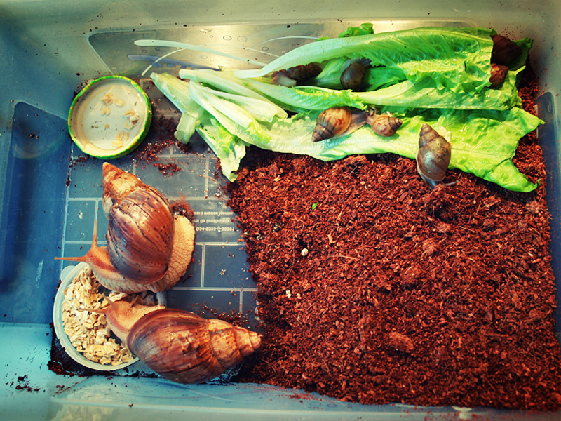 כללים לטיפול בחלזונות שמירה על חלזונות בבית