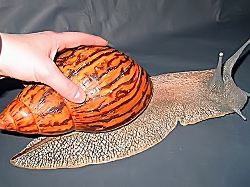 שמירה על חלזונות בבית שמירה על חלזונות בבית