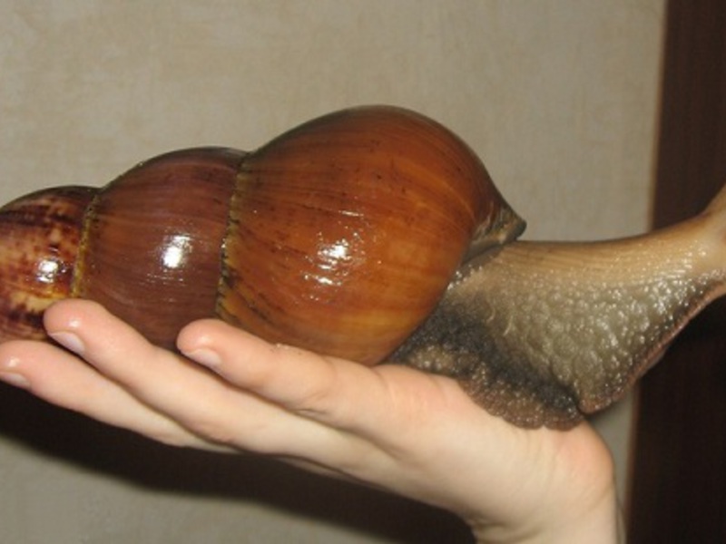 מה מיוחד בטיפול בחלזונות? טיפול בחלזונות