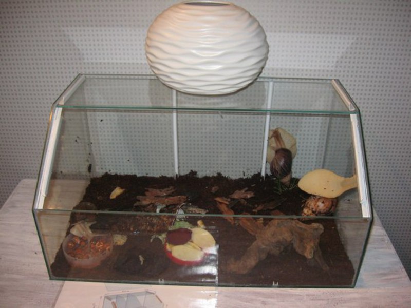 תזונת חילזון אכטינה בתים לחלזונות אכטינה