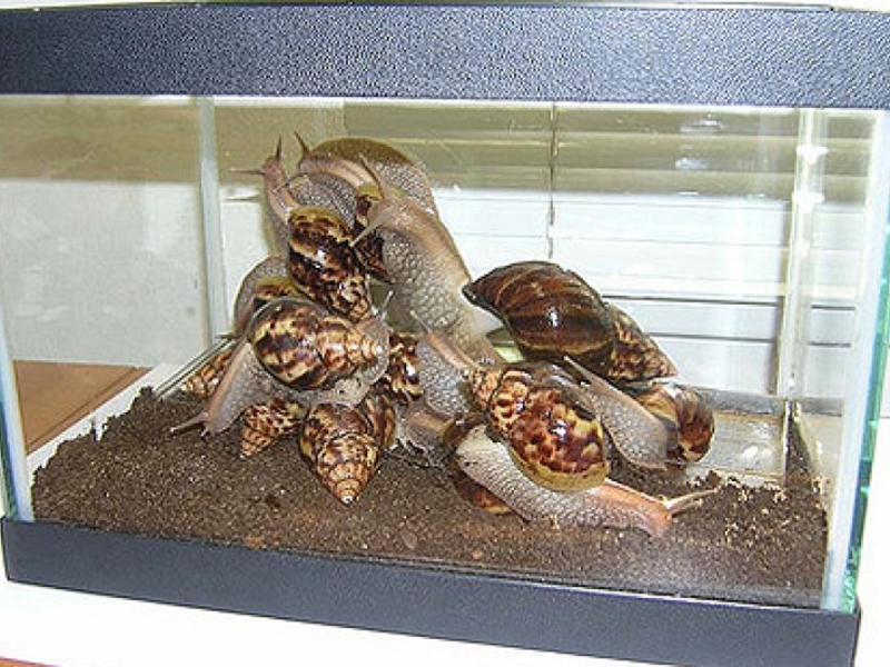 תוכן חילזון אכטינה - חיית מחמד חדשה