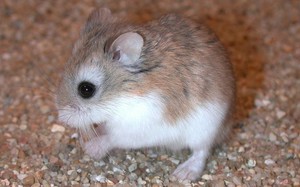 איך לשמור על אוגרים