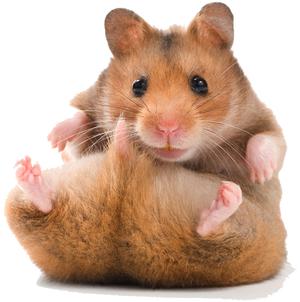 גזעי אוגרים