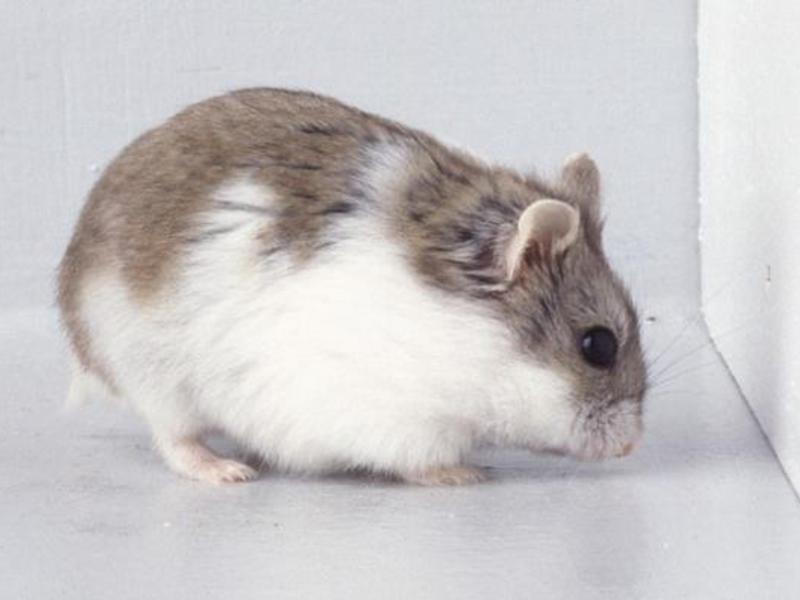 מה אוכלים אוגרים?