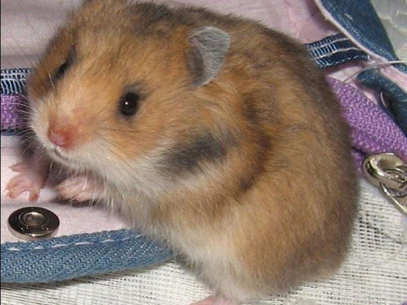 איך להאכיל אוגרים