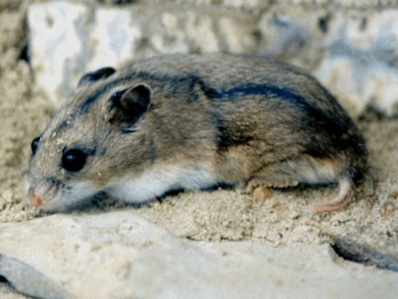 תנאים לגידול אוגרים