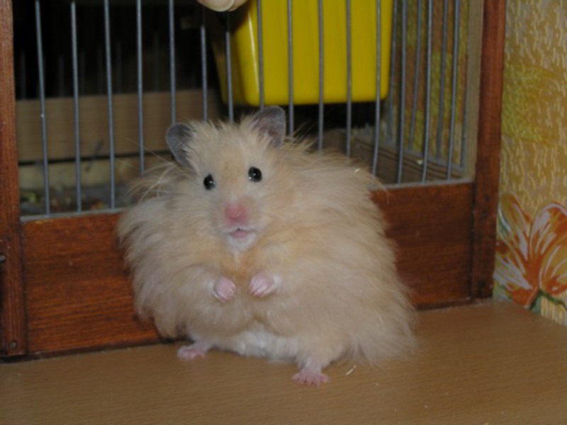 גזעי אוגרים