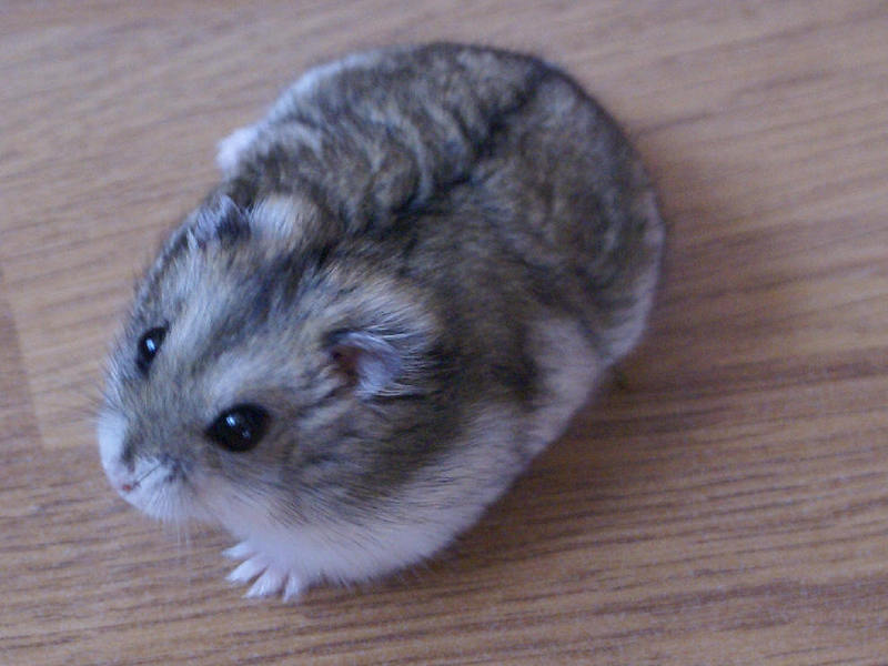 איך לטפל כראוי באוגר