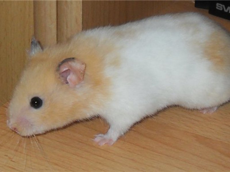 מה אוכל אוגר?