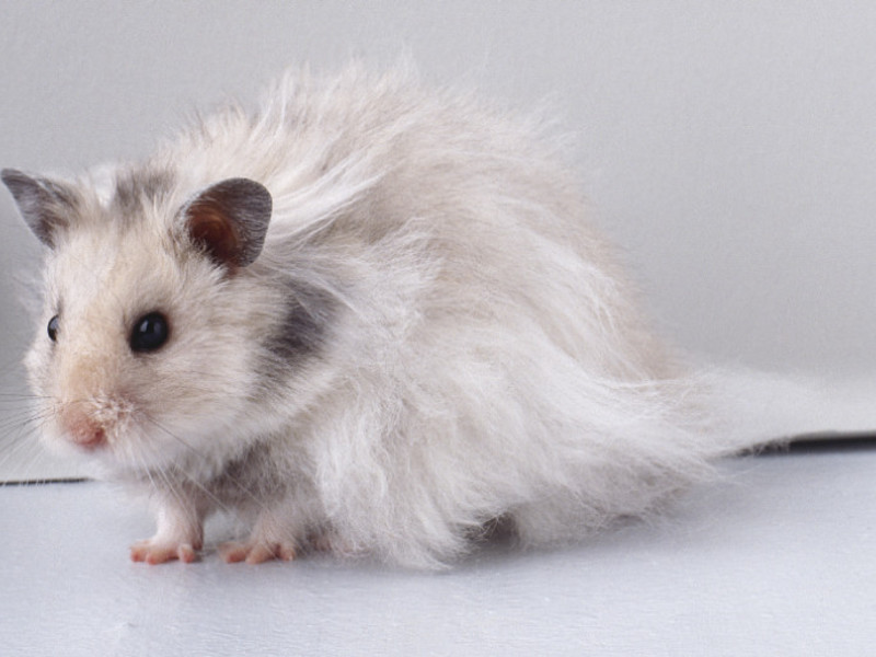 גידול אוגרים