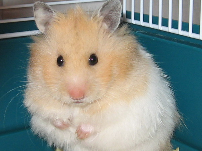 גזעי אוגרים