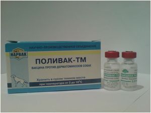 גזזת אצל כלב