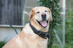 סימנים של גזזת בכלבים