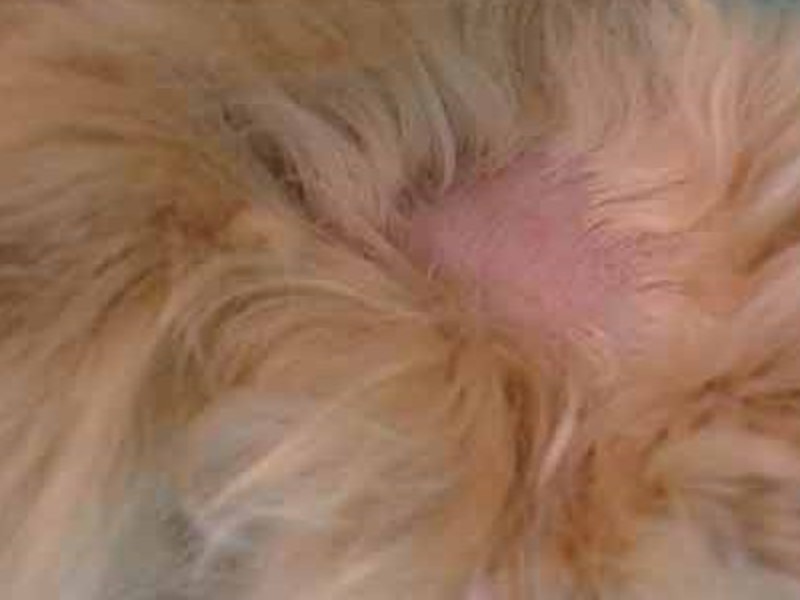 אילו סוגי גזזת יש לכלבים?