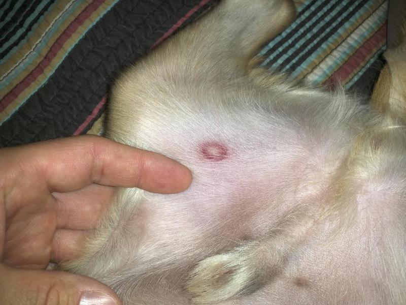 דרמטופיטוזיס בכלבים