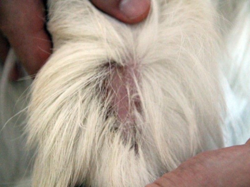 טיפול במחלות אצל כלבים