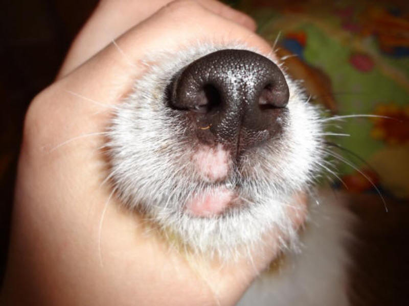 אילו סוגי גזזת יש לכלבים?