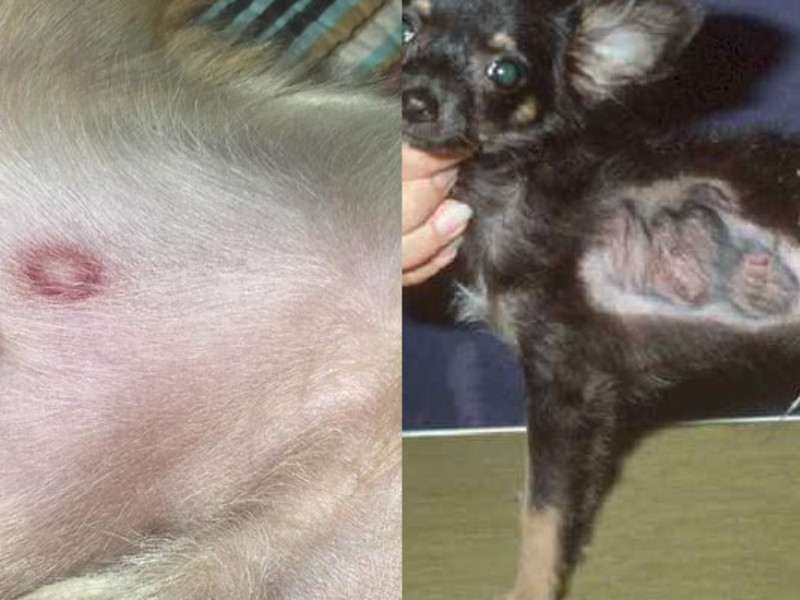 ביטוי של חזזית