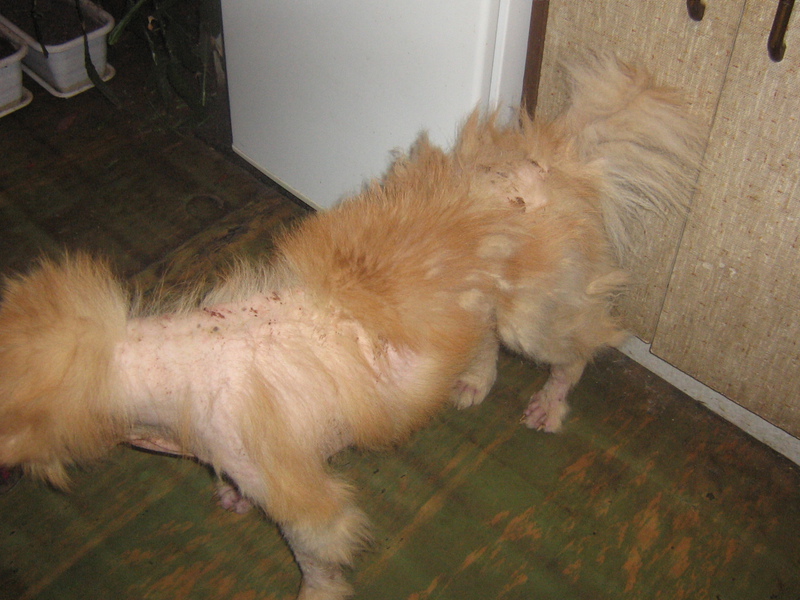 כיצד לטפל בגזזת בכלבים