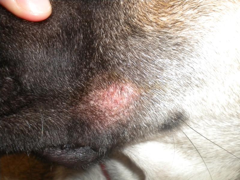 טיפול בגזזת בכלבים