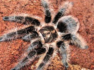 הכל על טרנטולות