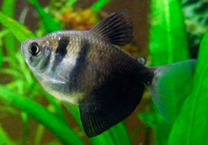 טטרה שחורה - תמונה של הדג הטטרה היא דג מעניין מאוד, יפהפה בצורה שובת לב.