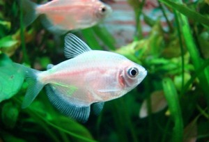 טטרה הקרמל נבדלת בגוונה העדין.