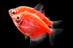 טטרה ורודה של זריחה על הירח הטטרה הוורודה תמיד תהיה מורגשת באקווריום בזכות צבעה הבהיר.