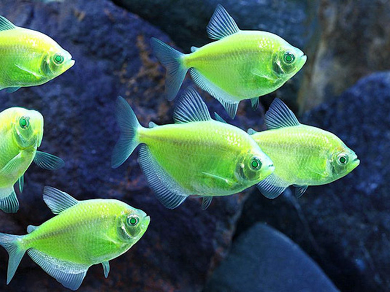 סלט קרמל טטרה טטרה ירוקה היא דג אקווריום מעניין.