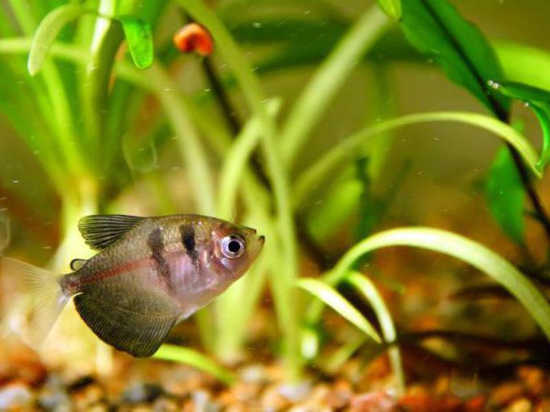 טטרה של האקווריום מוצגת בתמונה. טטרה אקווריום באקווריום גדול ליד הקרקעית