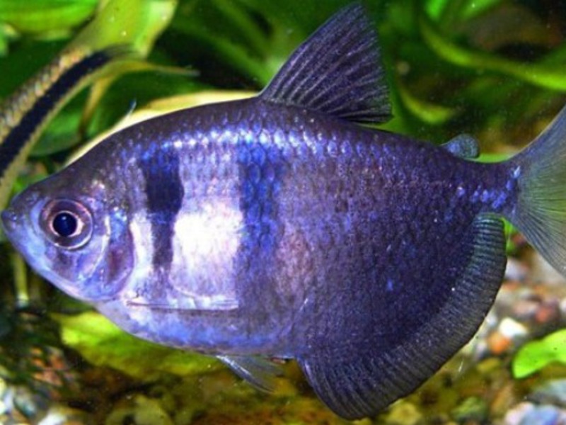 צילום תקריב של טטרה טטרה - מראה של דג אקווריום