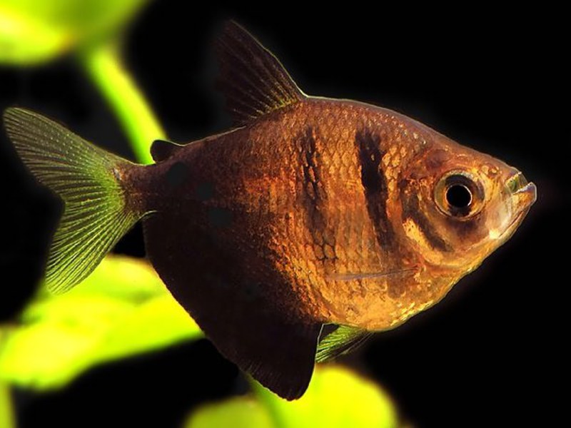 תחזוקה וטיפול באקווריום טטרה תחזוקת טטרות - מזון, תנאים, עם מי הן מסתדרות.