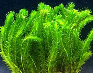 תמונה של אצות אלודיאה דנסיפוליה אלודיאה דנסיפוליה היא אצת מים מתוקים