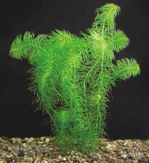 אלודיאה דנטטה משגשגת אפילו באקווריומים קטנים.