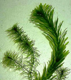 אלודיאה מים היא סוג של אלודיאה שהיא למעשה יפה ולא מזיקה.