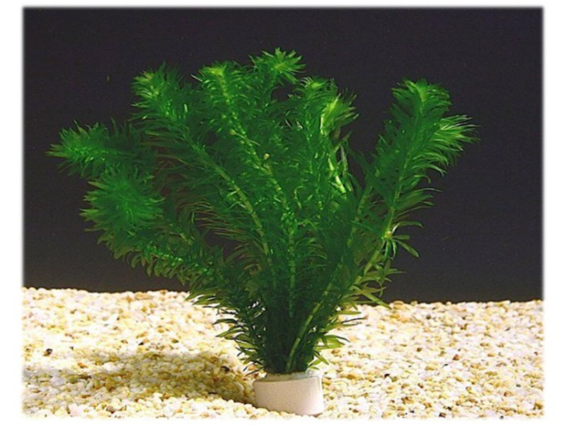 תמונה של אלודיאה קנדית באקווריום אלודיאה קנדנסיס יכולה להיראות כמו שיח צפוף ויפה.