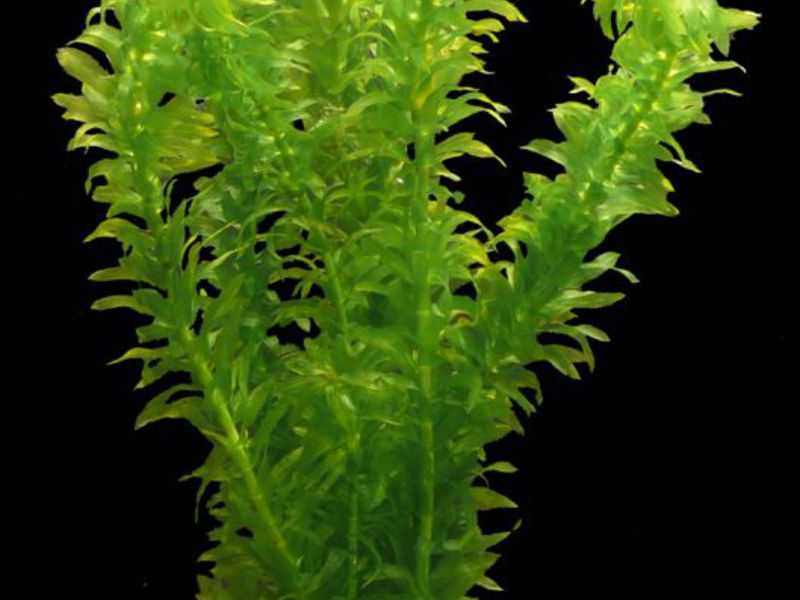 Elodea dentata (Egeria densa), 20 ס"מ אלודיאה מתחת למים - אצות מושכות.