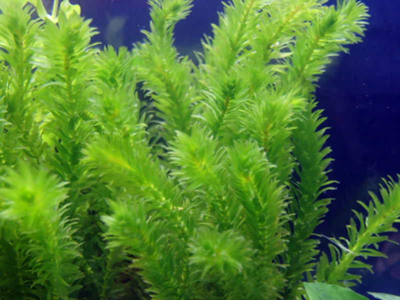 אלודיאה מים (Elodea canadensis) מכת מים היא צמח מים מתוקים שופע.