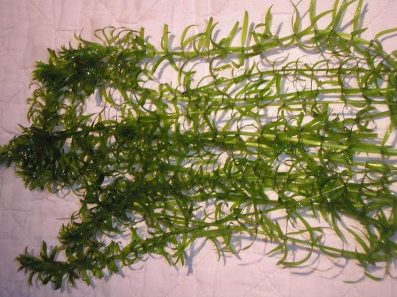 Water elodea (Egeria densa) - תמונה של האצות מגפת מים של אלודיאה - תכונות שתילה וטיפול