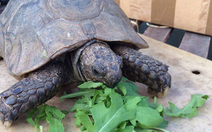 צבים אוהבים מאוד עלי חסה.