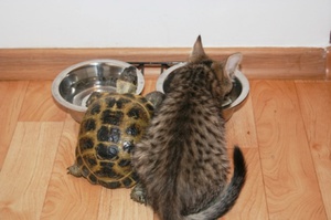 שמירה על צבי יבשה בבית שמירה על צב בבית - זנים יבשתיים